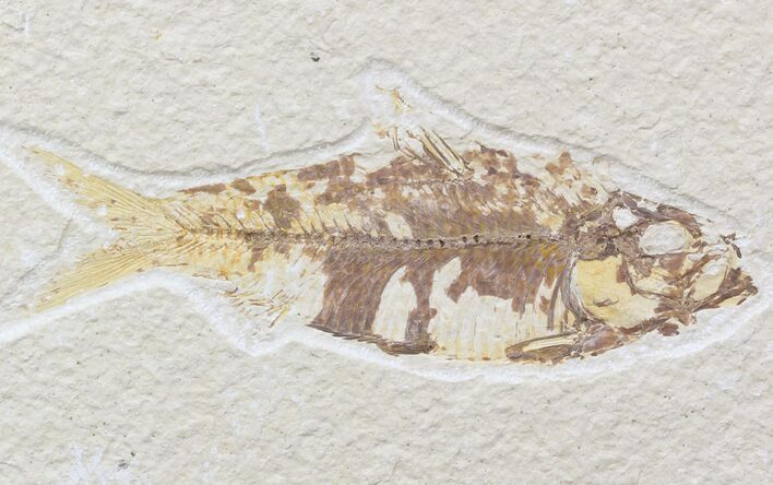 Bargain Knightia Fossil Fish - Wyoming #42365